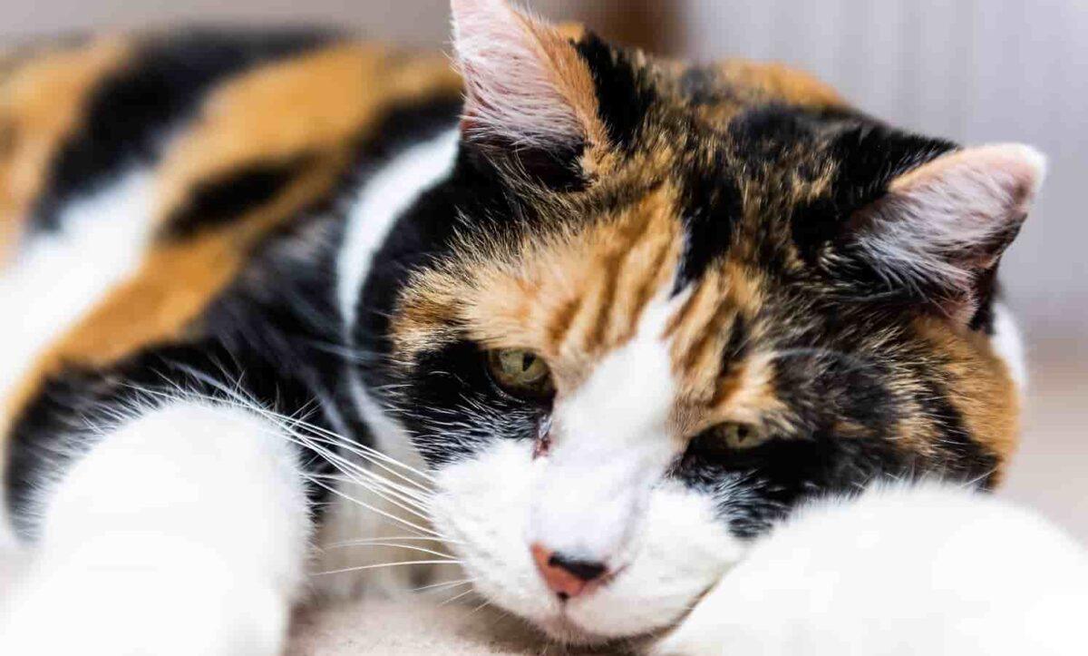 End-of-Life Care - Cat